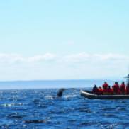 Baleines à Tadoussac