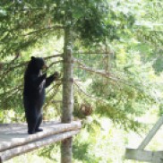 Ours noir du Parc Oméga